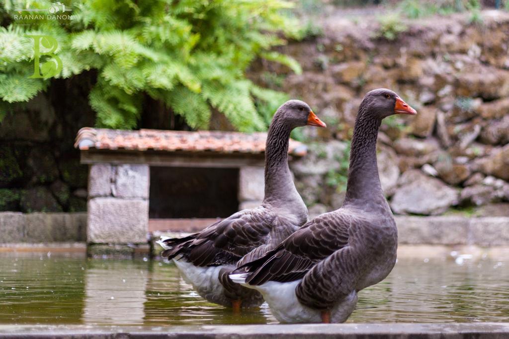 Quinta Da Bouca - Agroturismo Pacos de Gaiolo Pokoj fotografie