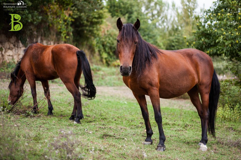 Quinta Da Bouca - Agroturismo Pacos de Gaiolo Pokoj fotografie